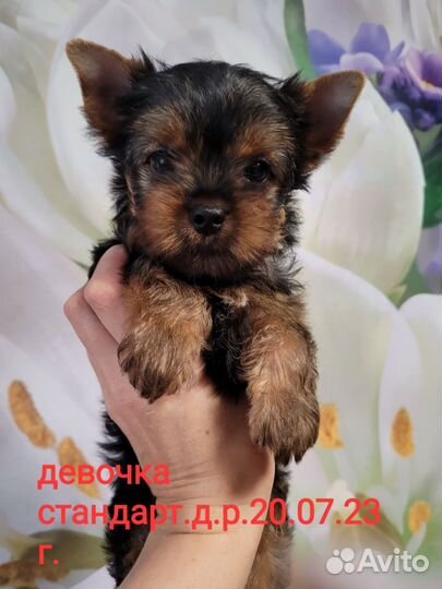 Йоркширский терьер