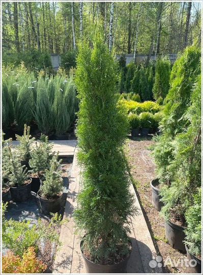 Туя Смарагд 160-180 см экстра