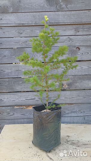 Лиственница