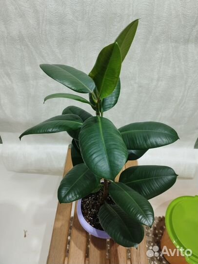 Фикус Эластика 70 см