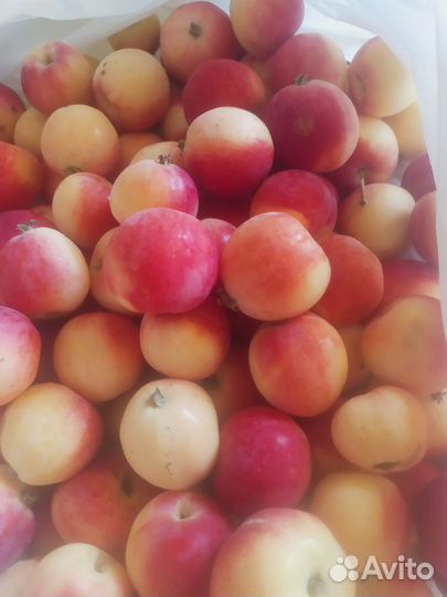 Яблоки Кабачки Морковь Хрен Помидоры и другое