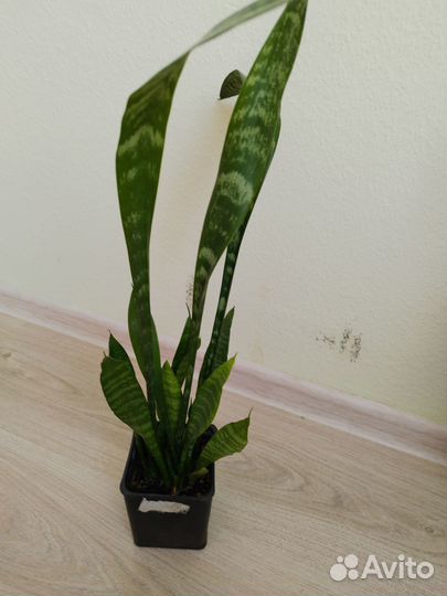Сансевиерия