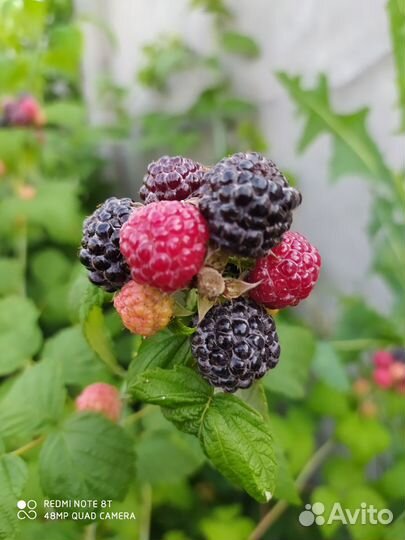 Саженцы малины, ежевики, голубики, смородины