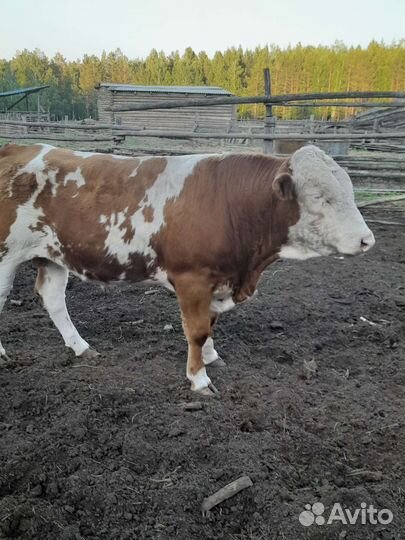 Быки на племя