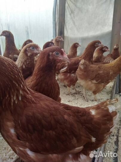 Куры Несушки