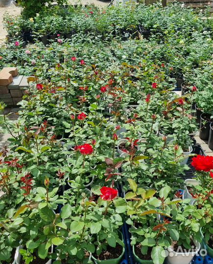 Саженцы роз