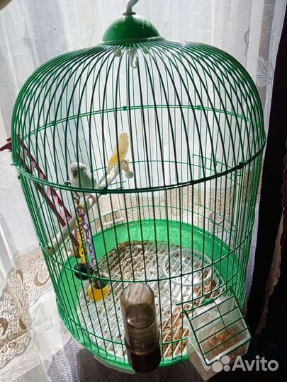 Волнистый попугай с клеткой