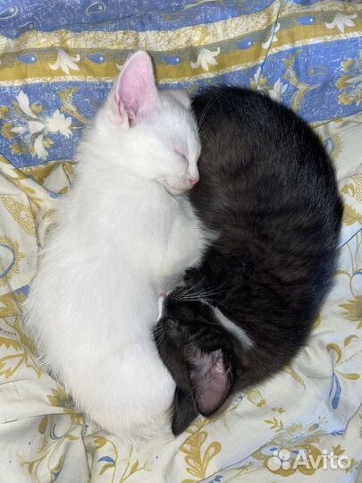 Котенок турецкой ангоры