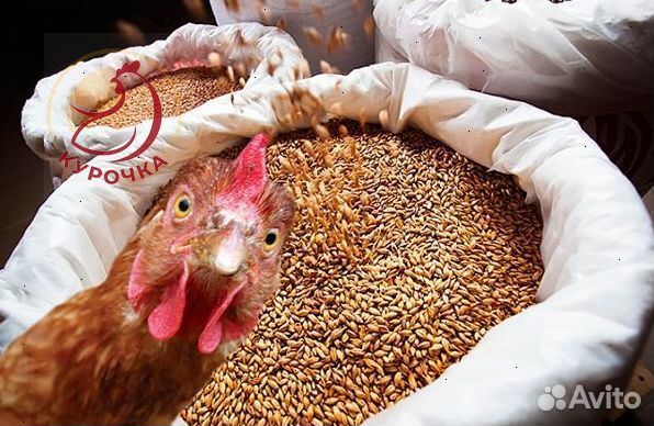 Зерно, овес, ячмень, пшеница