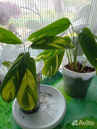 Калатея ктенанта