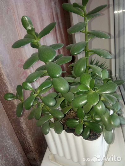 Крассула толстянка