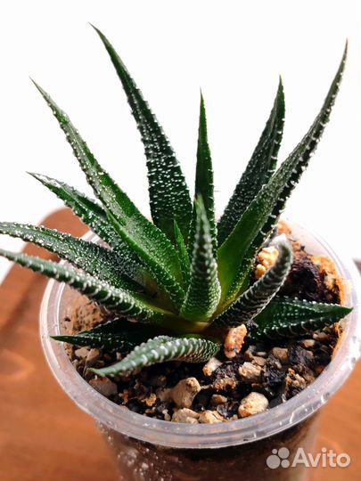 Хавортии, гастерии. Суккуленты