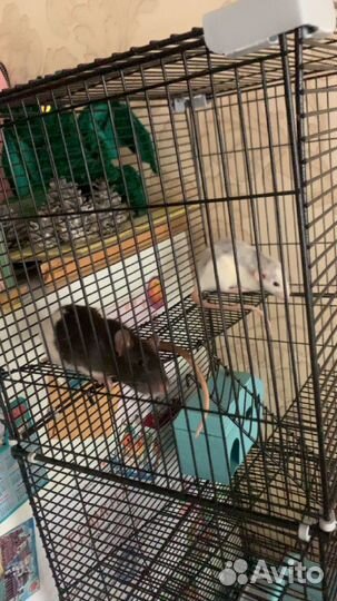 Крыса дамбо