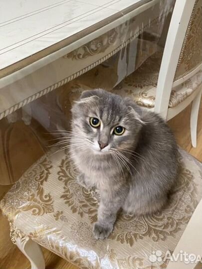 Сибирская кошка