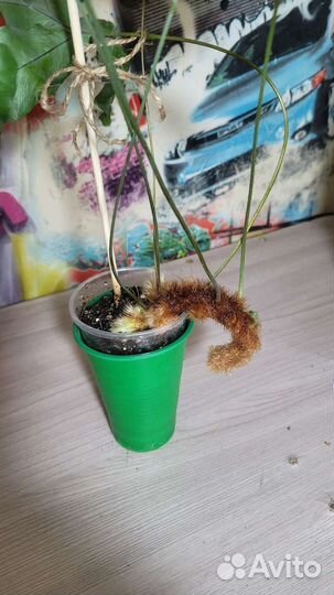 Полиподиум, монстера