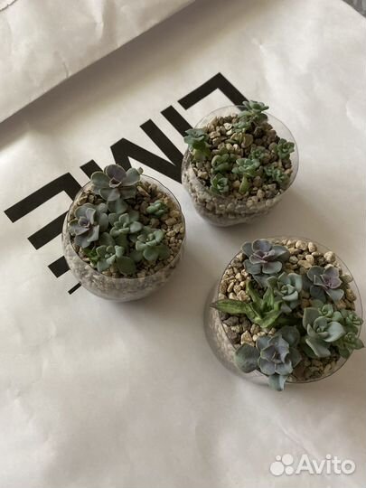 Мини садик из суккулентов