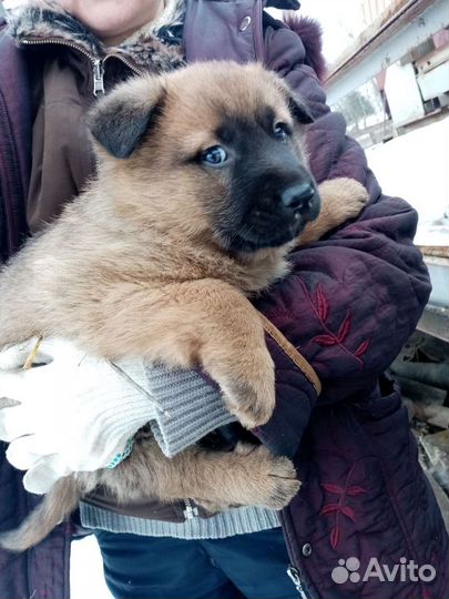 Собаки щенки бесплатно