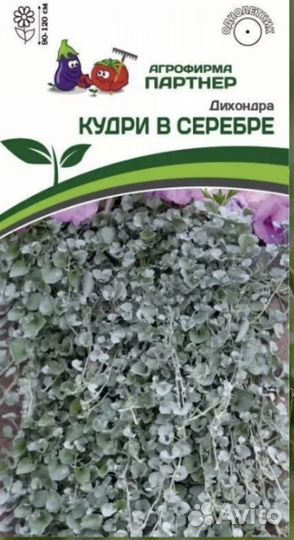 Дихондра серебристая, изумрудный водопад