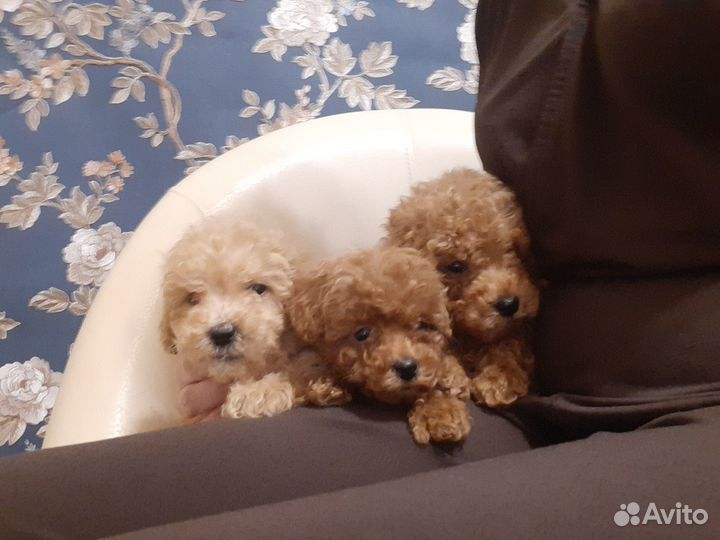 Мальтипу ф1 Мини mikro f1 тикап Москвичи