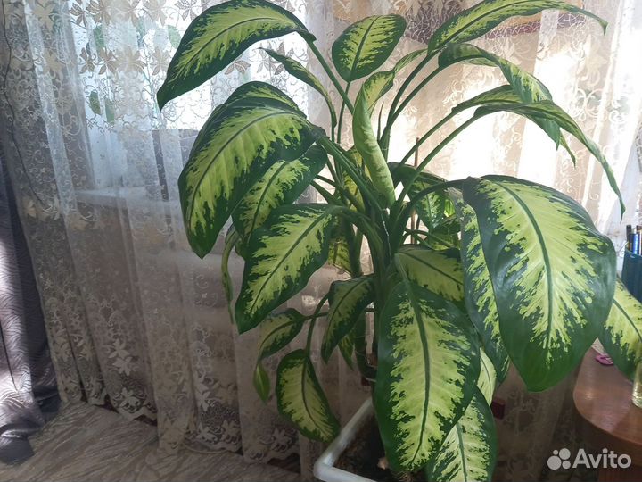 Диффенбахия