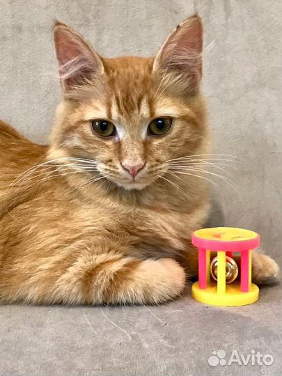 Рыжий котенок девочка