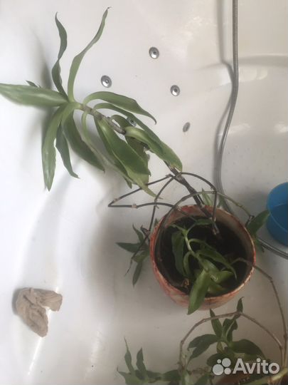 Золотой Ус, каланхоэ, мята, алоэ, джинура