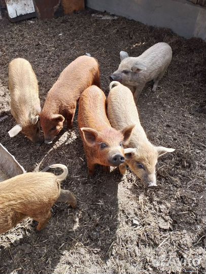 Поросята кармалы