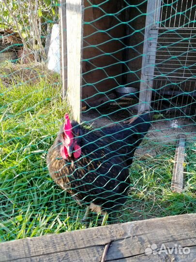 Куры несушки