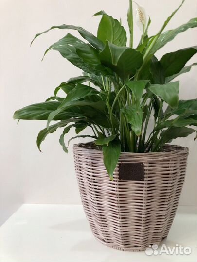 Кашпо плетеное