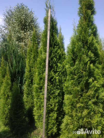 Туя смарагд