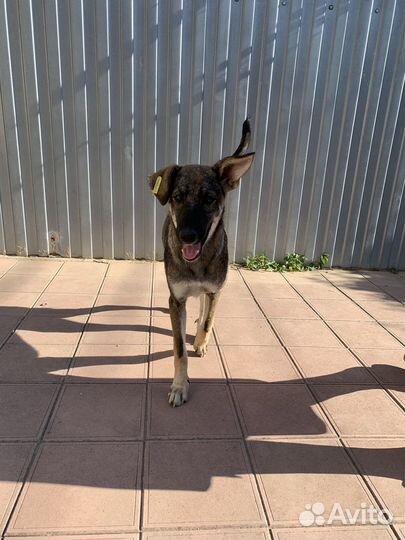 В добрые руки