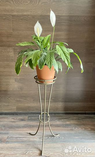 Спатифиллум Шопен