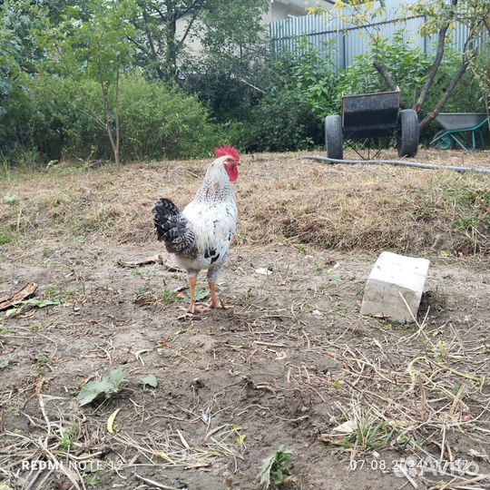 Молодые петухи