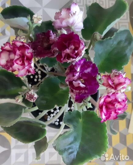 Фиалка ав-Плетистая Роза