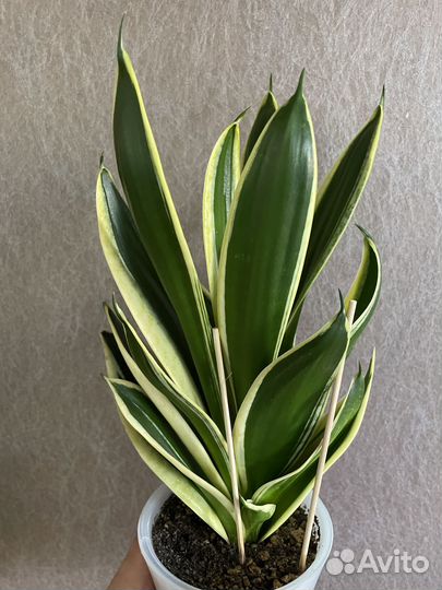 Сансевиерии