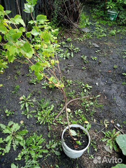 Саженцы пузыреплодника