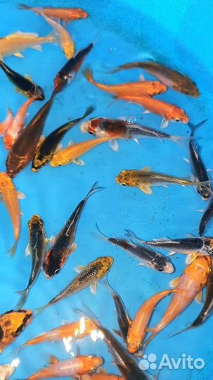 Малёк карпа кои