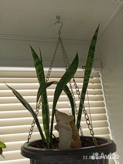 Растение Сансевиерия