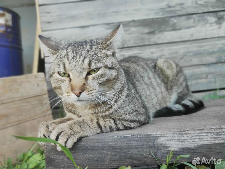 Кот в добрые руки