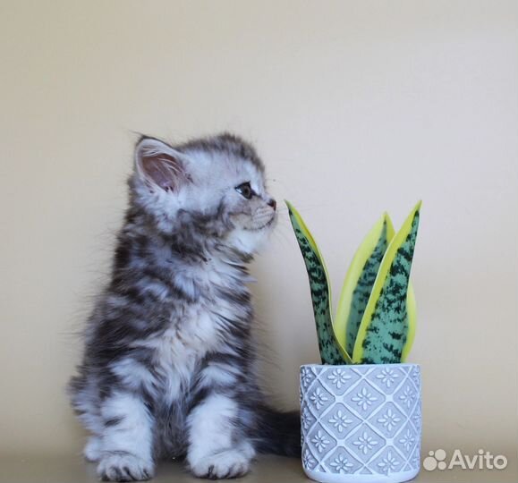 Шотландский котик