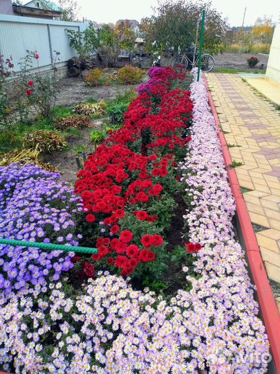 Хризантема низкорослая,сентябринки