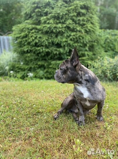 Вязка французкий бульдог (голубой мерле)