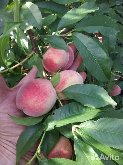 Персик Памяти Бубновского