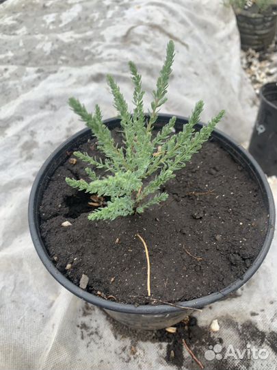 Мирикария саженцы