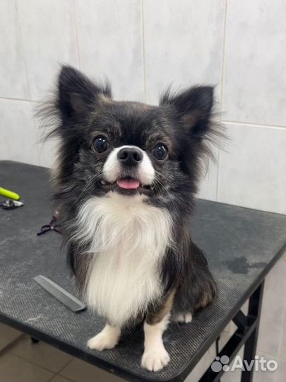 Вязка чихуахуа