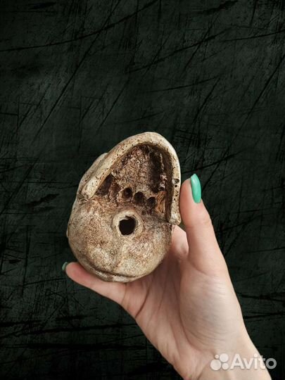 Череп с челюстью