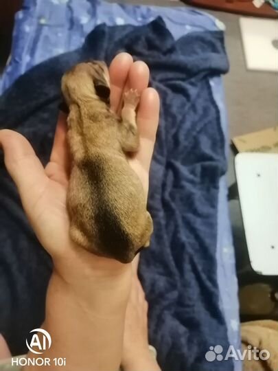 Той-терьер щенки