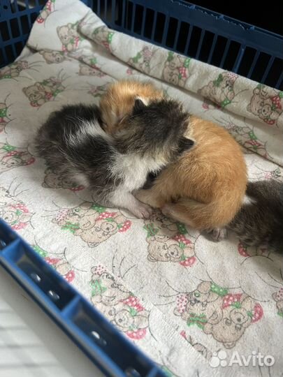 Котята в добрые руки