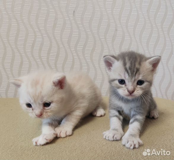 Шотландские котята