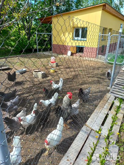 Домашние куриные яйца